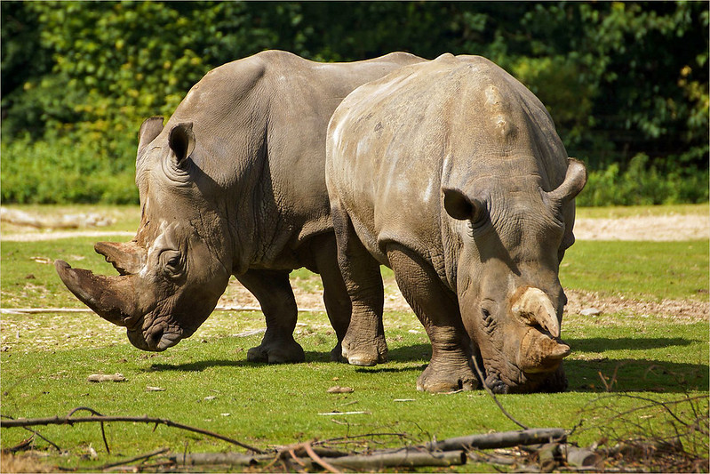 The Formidable Rhinoceros: Living Tanks