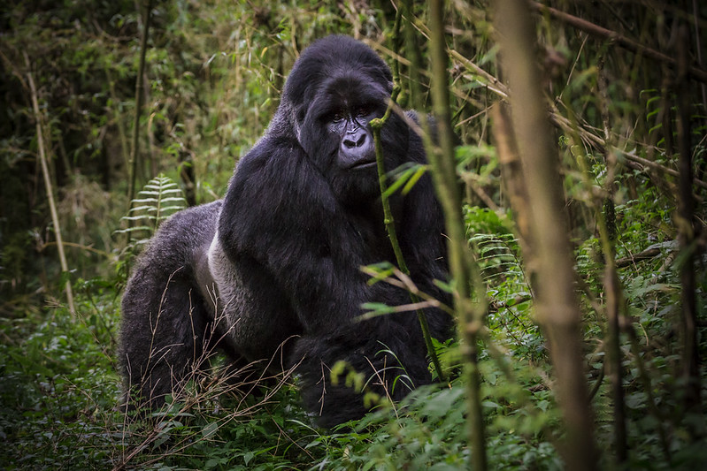 Mountain Gorillas: Gentle Giants of the Forest