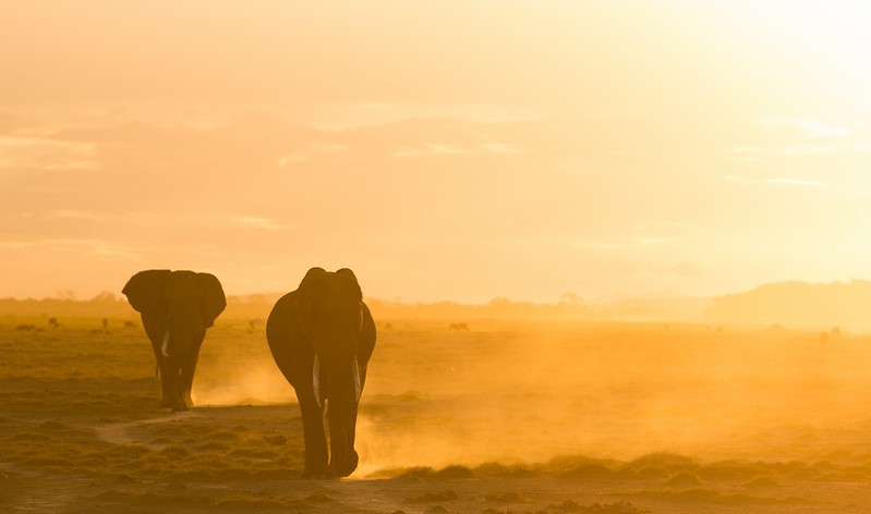 Walking Safari in Amboseli National Park