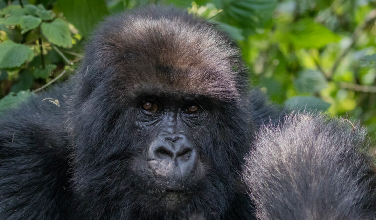 Endangered Primates In Africa