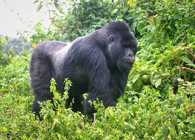 Gorilla Trekking in Volcanoes National Park