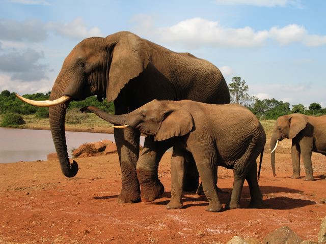 The Mighty Elephant: Gentle Giants
