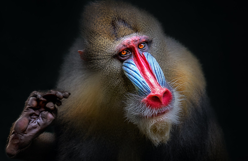 Drills and Mandrills: Colorful Forest Dwellers