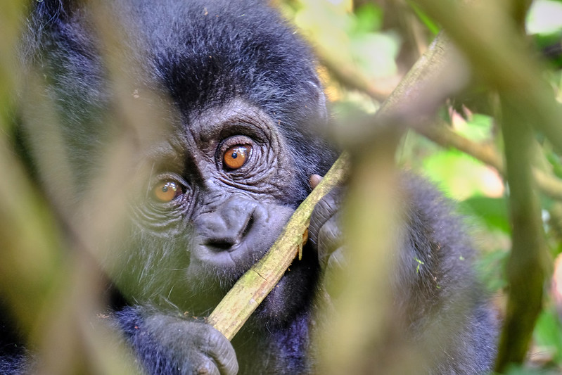 Gorilla Trekking in Bwindi Impenetrable Forest
