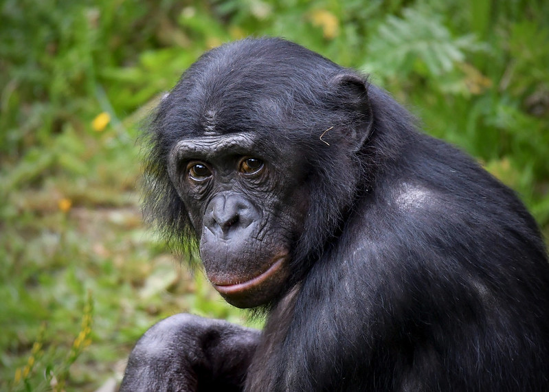 Bonobos: Peaceful Primates of the Congo