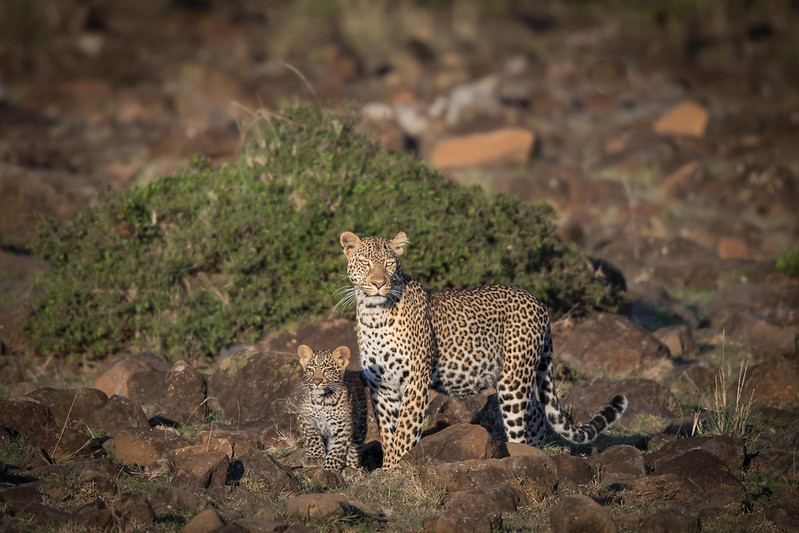 The Elusive Leopard: Master of Stealth