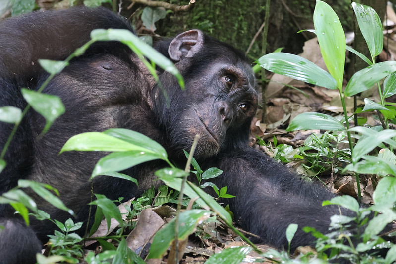 Chimpanzees: Our Closest Cousins