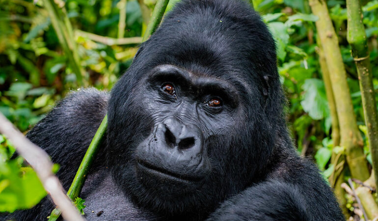3 Days Gorilla Trekking Safari