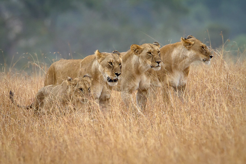 The Majestic Lion: King of the Jungle