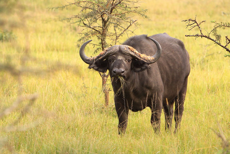 The Indomitable Buffalo: Herd Guardians