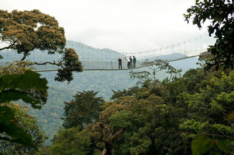 Canopy Walk in Nyungwe Forest