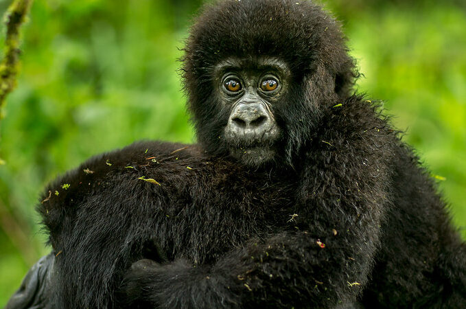 3-Day Bwindi gorilla safari From Kigali