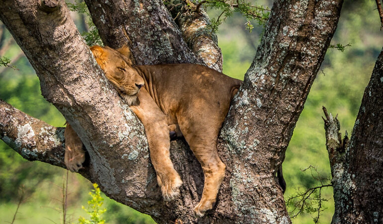6 Days Queen Elizabeth and Murchison Falls Wildlife Safari