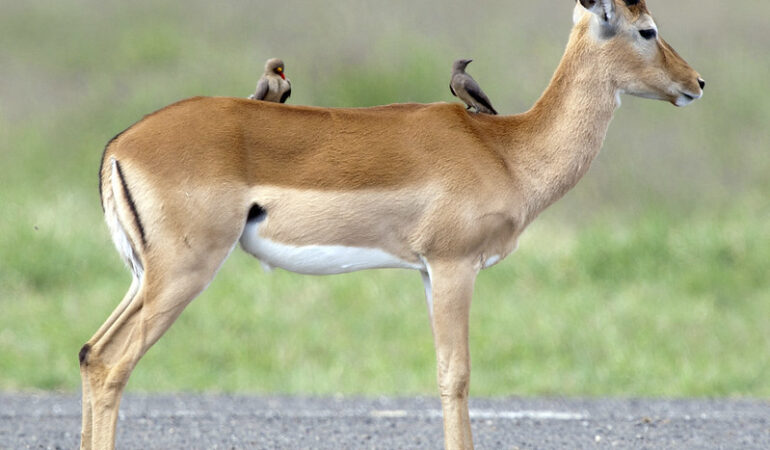 4 Days Masai Mara and Lake Nakuru Safari