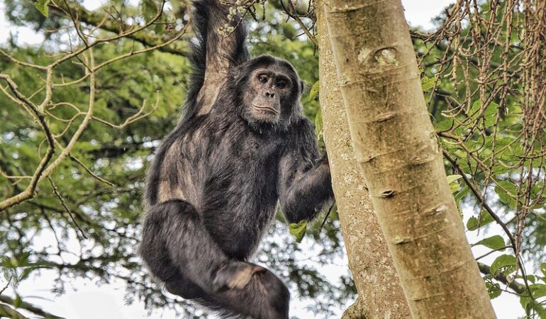 5-day gorilla and chimp safari in Rwanda