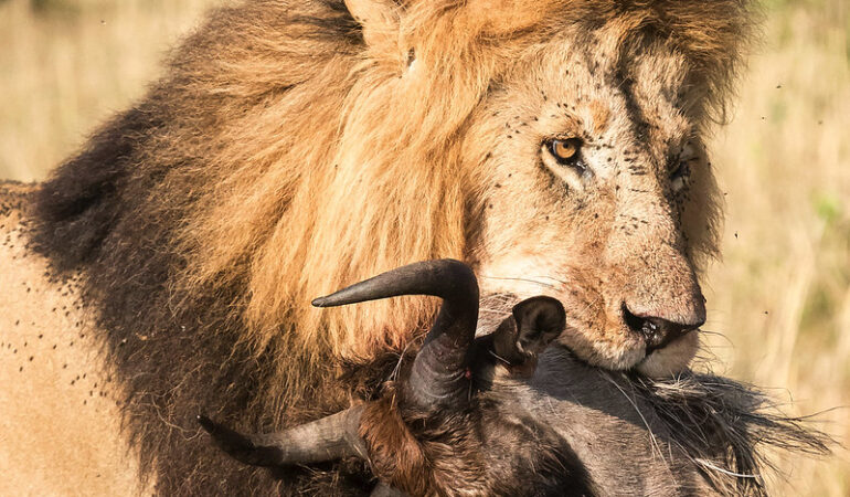 3-Day Flying Masai Mara Safari