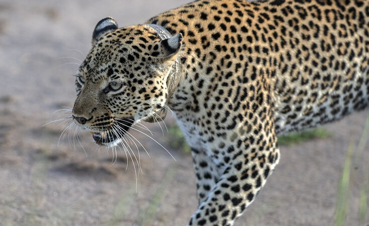 3-Day Queen Elizabeth National Park Safari