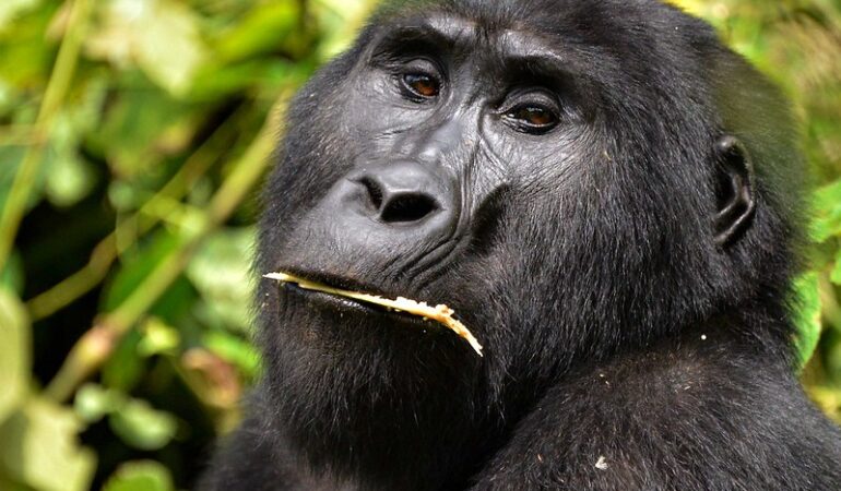 9 Days Luxury Gorilla and Wildlife Uganda Safari