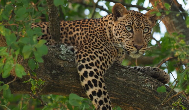 3 Day Murchison Falls National Park Safari
