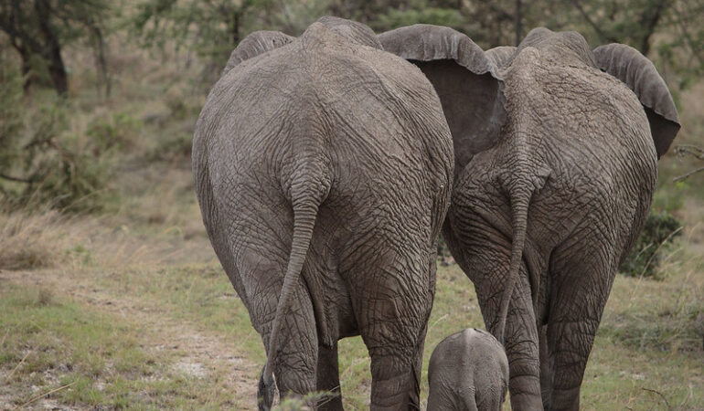 4-Day wildlife safari in Kenya