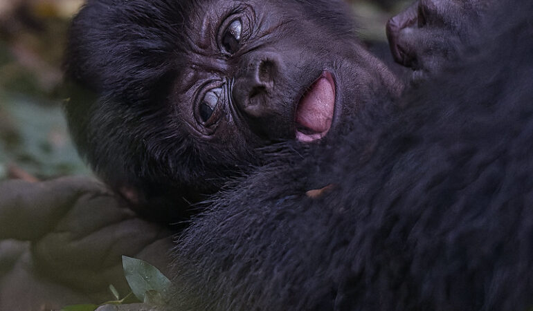 5 Day Uganda Primates Safari