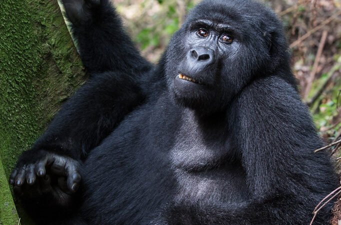 8 Days Uganda Primate Safari