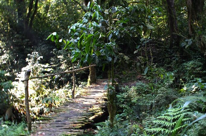 6 days Uganda Gorilla and Wildlife Safari