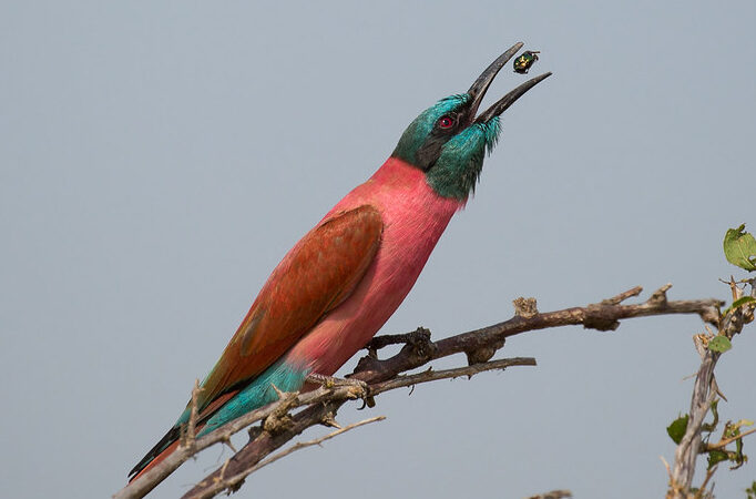 25 Days Best of Uganda Birding and Gorilla Safari