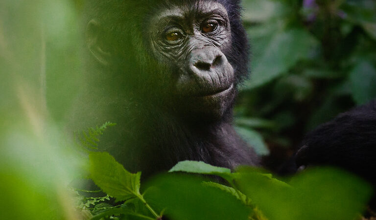 3 Days Uganda Gorilla Trekking Safari