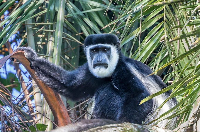 3 Days Chimpanzee Trekking Safari – Kibale National Park