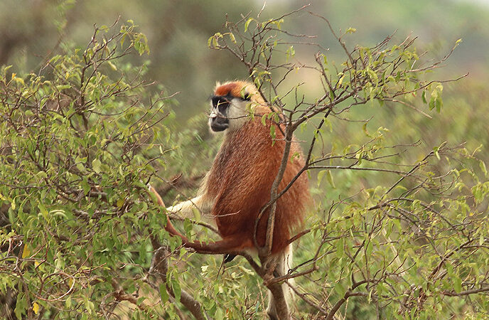 3 Days Murchison Falls Wildlife Safari & Rhino Tracking