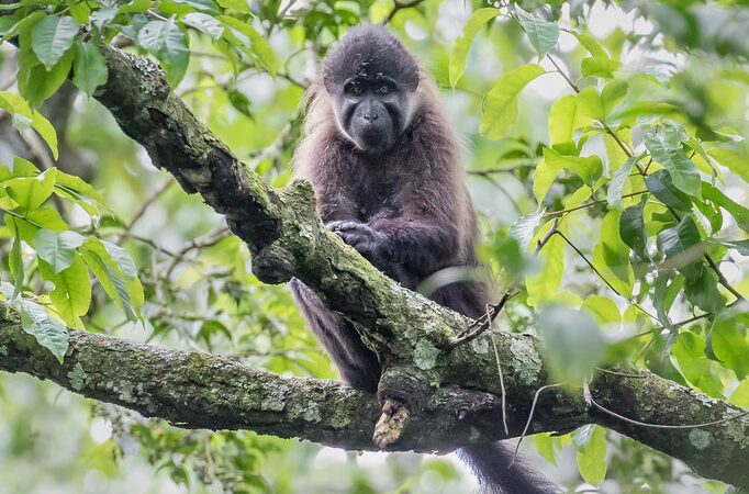 6 Days Uganda Gorilla and Chimpanzee trekking safari