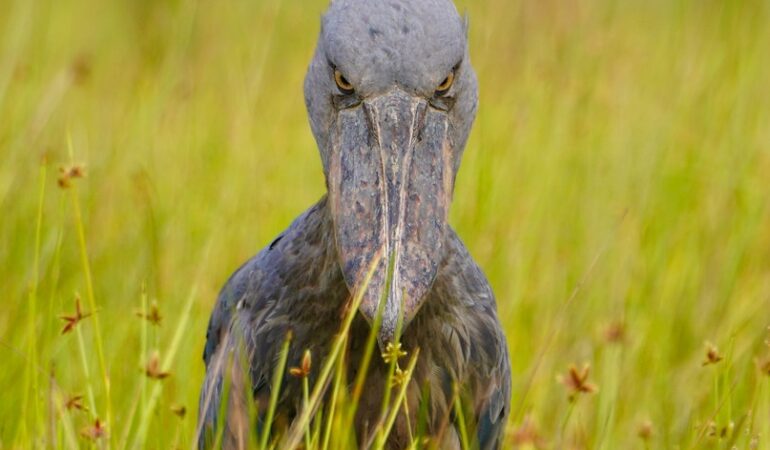 1 Day Birding Mabamba Swamp tour
