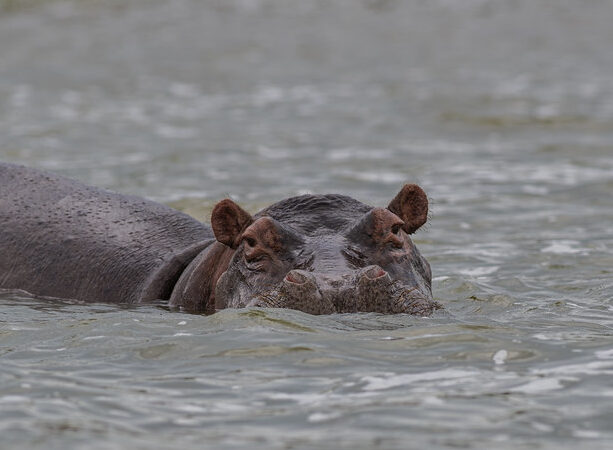 3 Days Queen Elizabeth Park Wildlife safari