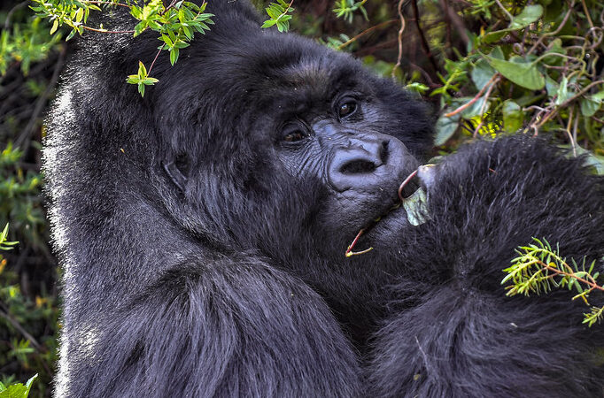 9 Days Birding Uganda For Albertine Rift Endemics