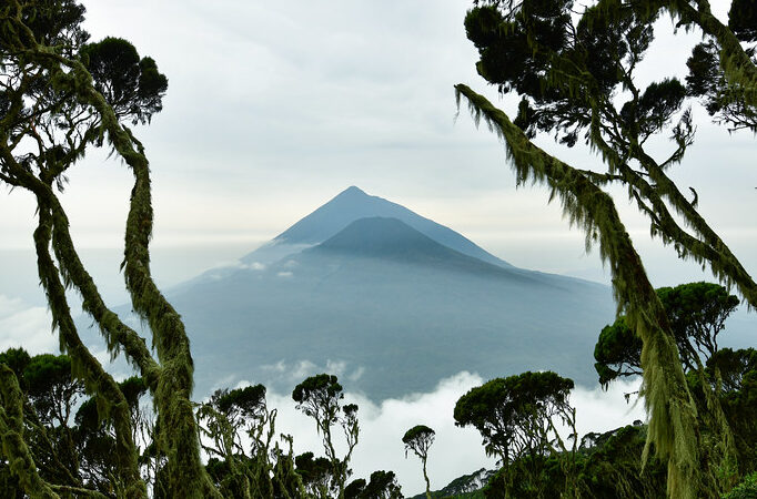 4 Days Uganda Gorilla and Golden Monkey Safari