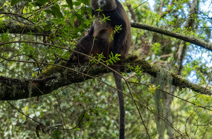 4 Days Uganda Golden Monkey and Batwa Trail