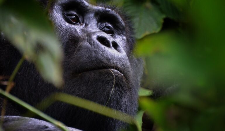 9 Days Uganda Culture and Gorilla Safari