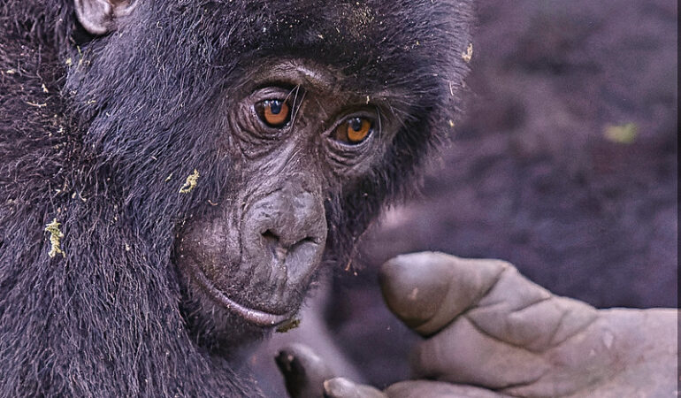 12 Days Uganda Primates and Wildlife Safari