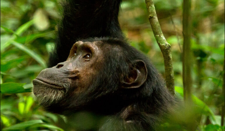 10 Days Uganda Ultimate Primate Safari