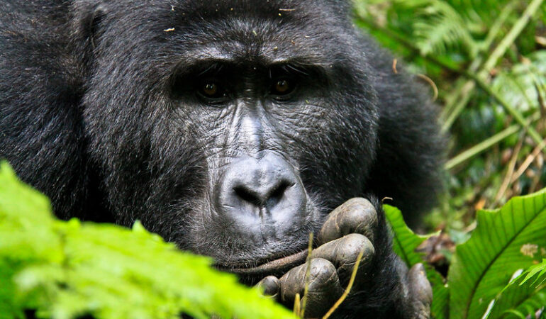 What to Expect on a Budget Gorilla Trekking Safari in Uganda