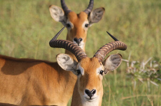 12 days Uganda Safari