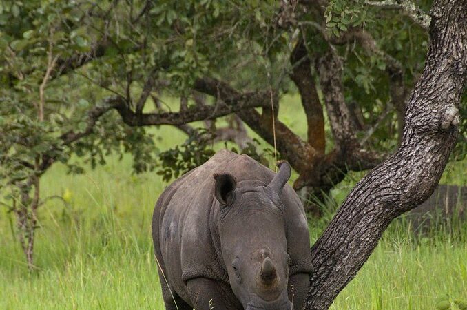 The Ultimate Big Five Safari Guide in Africa