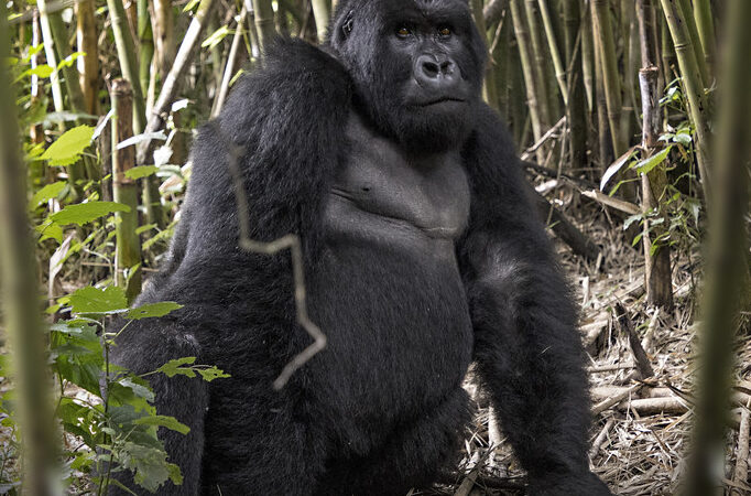 10-day Best Of Uganda Safari