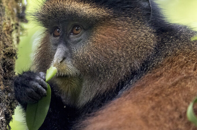 Golden Monkey Tracking in Mgahinga