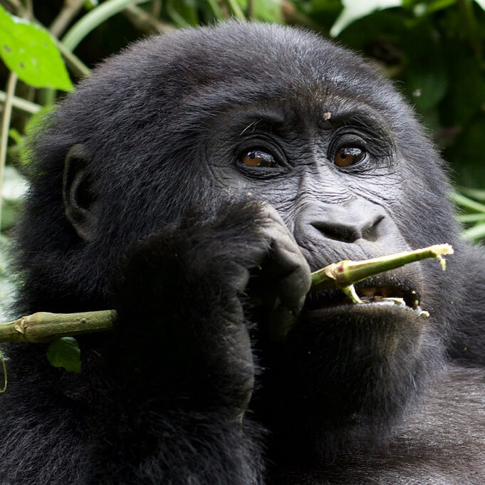 gorilla
