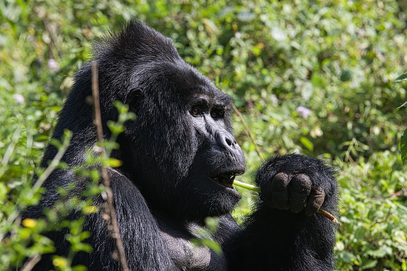 What to Expect on a Budget Gorilla Trekking Safari in Uganda
