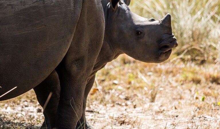 14-Day Uganda Wildlife Safari