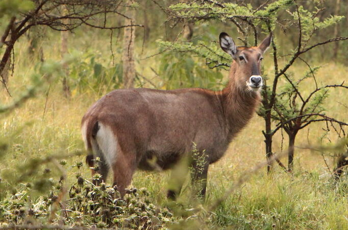 8 Days Uganda Safari