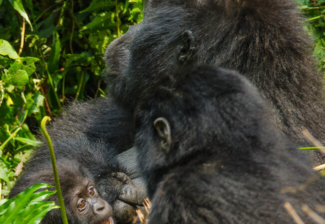 15-Day Uganda Safari